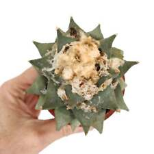 Ariocarpus retusus 22zz usato  Napoli