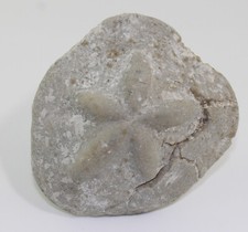 Seeigel clypeaster scillae gebraucht kaufen  Weeze