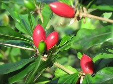 miracle fruit for sale miracle fruit for sale Orlando