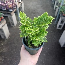 Selaginella frosty fern for sale  West Covina