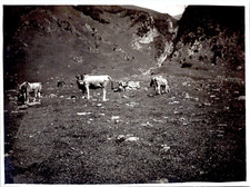 Luchon vaches pâturage d'occasion  Pagny-sur-Moselle