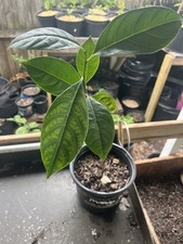 Jack fruit thai for sale  Jensen Beach