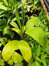 Carpentaria acuminata pot for sale  HOLT