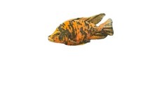 Live african cichlids for sale  Kokomo