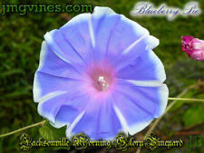 Blueberry pie japanese for sale  Jacksonville