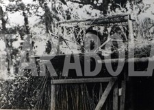 Vintage animali piccioni usato  Roma