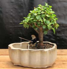 Baby jade bonsai for sale  Patchogue