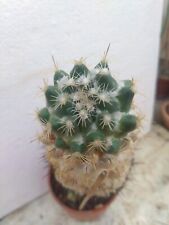 Coryphantha calipensis. 23cm usato  Civitanova Marche