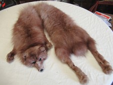 Real fox fur for sale  SHETLAND