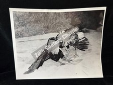 Original 1969 cockfighting for sale  SIDCUP