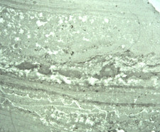 Precambrian fossil thin d'occasion  Expédié en Belgium
