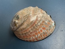Abalone muschel haliotis gebraucht kaufen  München
