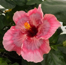 Live plant fire for sale  Dickinson
