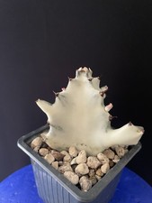 Rare cactus blanc d'occasion  Aire-sur-l'Adour