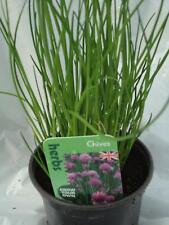 Chives herb plant for sale  UK