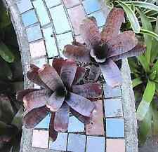 Bromeliad neoregelia pauciflor for sale  Miami