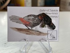 Rspb interest bird for sale  BEDFORD