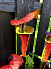 pitcher plants sarracenia for sale  Hannibal