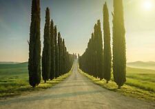 Piante cipresso toscano usato  Buti