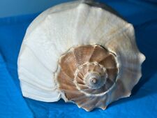 Beautiful lightning whelk for sale  Seattle