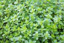1000 thyme common for sale  Canton