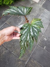 Begonia angel wing for sale  Shrewsbury