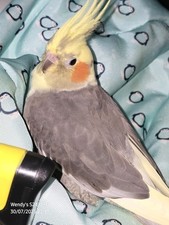 Cockatiel budgies large for sale  BLAIRGOWRIE