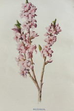 Antique botanical print for sale Antique botanical print for sale  TORRINGTON