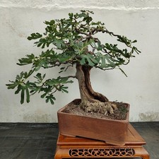 Bonsai esemplare fico usato  San Pancrazio Salentino