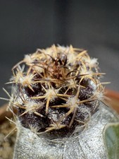 Uebelmannia buingii usato  Spedire a Italy