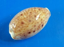 Cypraea lynx philippines d'occasion  Brioude