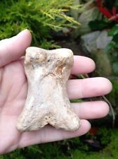 Fossil bison toe for sale  WREXHAM
