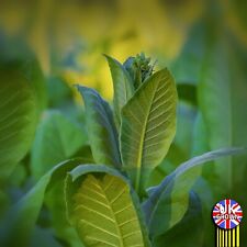 Grown golden virginia for sale  SLEAFORD