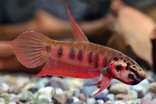 Betta rubra aquarium d'occasion  Comines