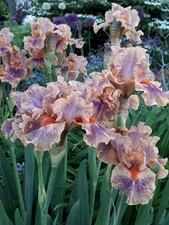 Schwertlilie bartiris iris gebraucht kaufen  Donauwörth