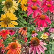 50 SEMI💐ECHINACEA  PURPUREA💐Giallo, Rosso, Rosa, Arancio💐MIX DI VARIETÀ💐2023 comprar usado  Enviando para Brazil