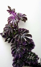 Solanum uleanum hairy for sale  Grand Island
