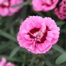 Dianthus sweet pleasures for sale  LONDON