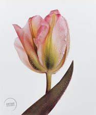 Foto de Colección Irving Penn Impresión Groenlandia Tulipán Grabado Bellas Artes 1980 Mat 12x14 segunda mano  Embacar hacia Mexico