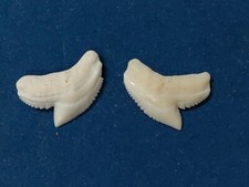 Denti squalo tigre usato  Piombino