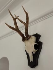 Pointy antlers roe for sale  SOUTHEND-ON-SEA