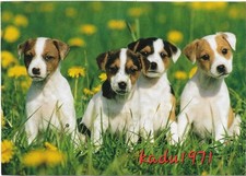 490) AK 4 Jack Russel Terrier Welpen, Dog, Tier Hunde Postkarte comprar usado  Enviando para Brazil