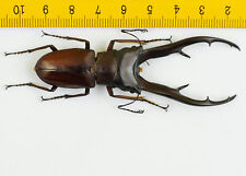 LUCANIDAE - Besouro veado - Cyclommatus imperator (79mm) - P.N.G - 8180 comprar usado  Enviando para Brazil