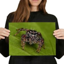 Jumping spider insect for sale  SELBY