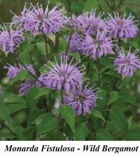 Monarda Fistulosa Wild Bergamota Beebalm Seed PRÊMIO ESTADO PERFEITO Sementes Comestíveis CANA QUADRADA comprar usado  Enviando para Brazil