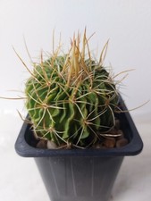 Collectible echinofossulocactu for sale  WESTON-SUPER-MARE