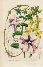 Litografia de botânica Forsythia Suspensa China Petúnia E. comprar usado  Enviando para Brazil