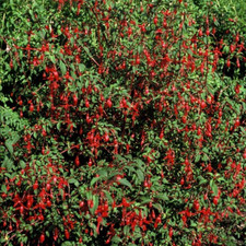 Fuchsie fuchsia staude gebraucht kaufen  Düsseldorf