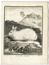 Antique prints angora d'occasion  Expédié en Belgium