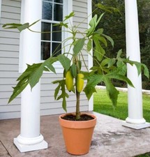 Babaco papaya pot for sale  Danielson